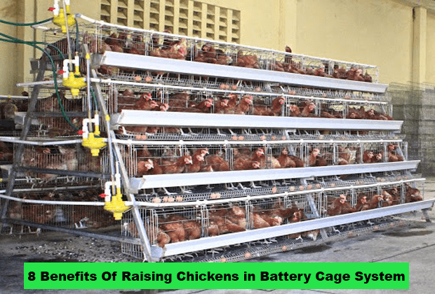 8 Benefits Of Raising Chickens in Battery Cage System
