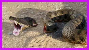 Top 11 Animals That Can Live After Death