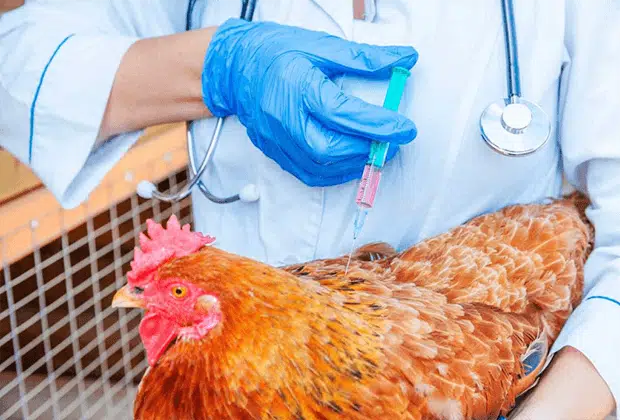 Types And Importance Of Vaccination in Poultry Farming