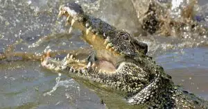 Alligators