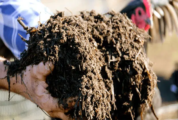 How To Easily Convert Animal Wastes into Money