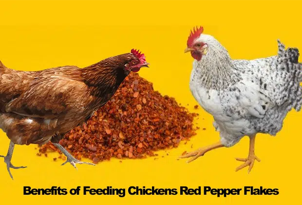 Benefits of Feeding Chickens Red Pepper Flakes