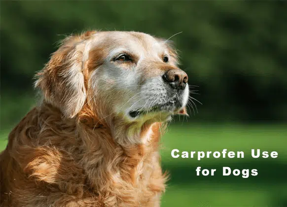 Carprofen Use for Dogs, Dosage and Side Effects