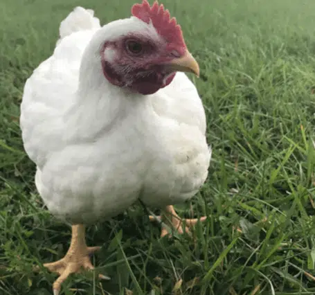 How To Breed Broiler Chicken in Nigeria