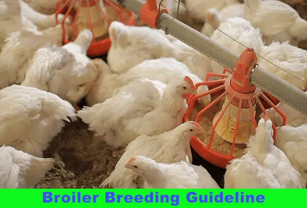 How To Breed Broiler Chicken in Nigeria