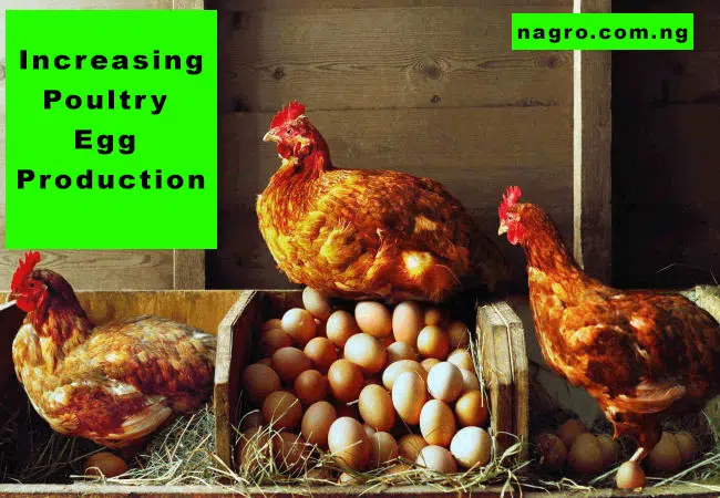 How To Boost Poultry Egg Production To Maximize Profits