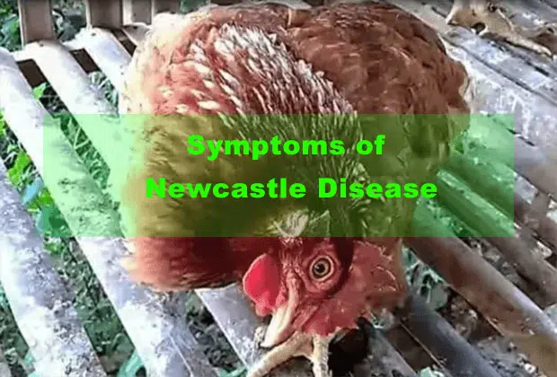 Symptoms Of Newcastle Disease In Poultry