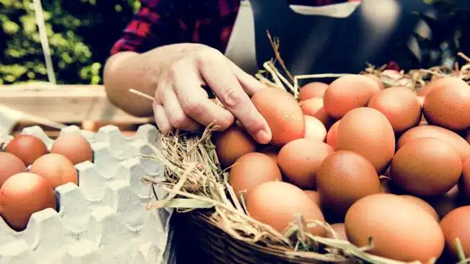 Poultry Egg Production To Maximize Profits