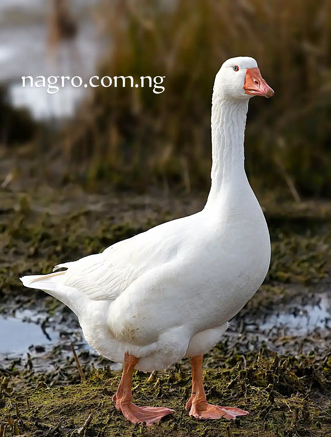 How to breed domestic goose