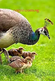 How To Breed peacock eggs
