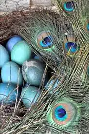 How To Incubate Peacock Eggs 