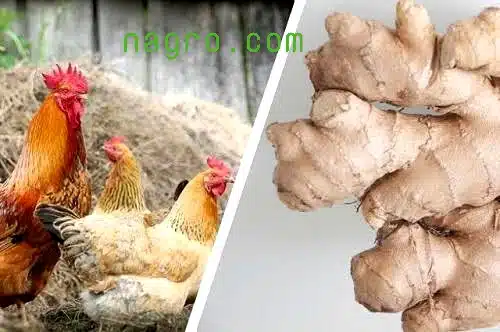 Is ginger safe for chickens