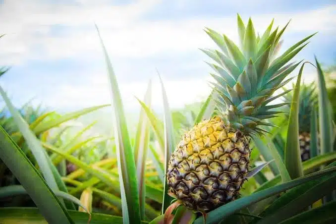 Benefits Of Adding Fertilizers To Pineapple