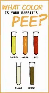 Uses Of Rabbit Urine 