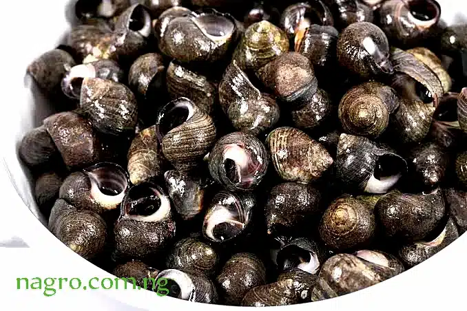 Benefits Of Eating Snails Regularly