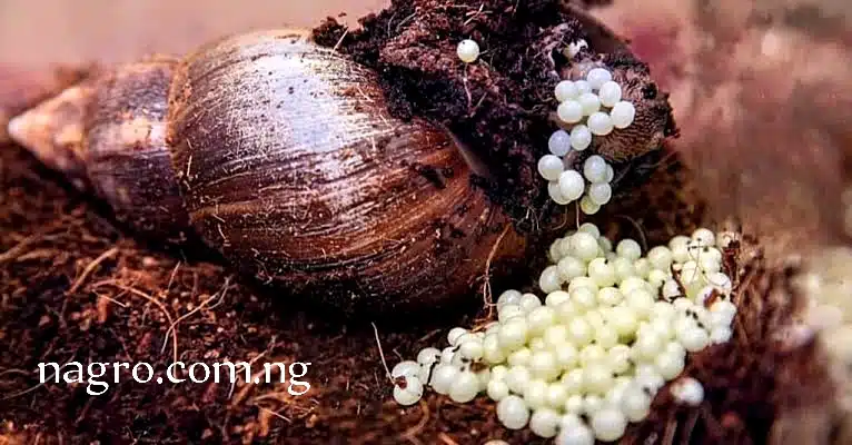 How to care for snail eggs