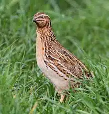 How To Breed Quails