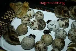 How To Breed Quails 