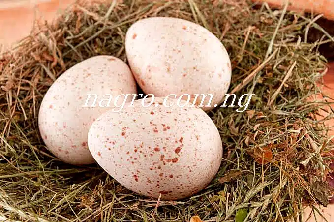 How To Hatch Turkey Eggs