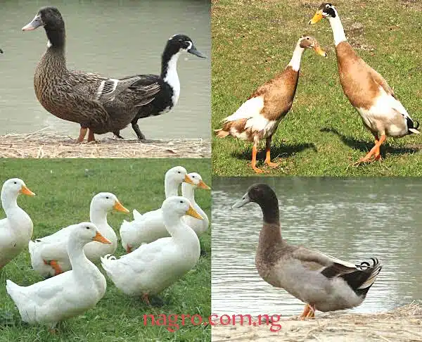 Duck breeds